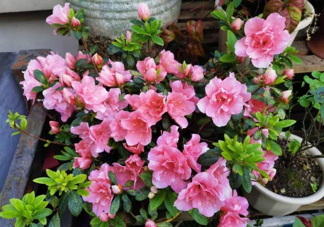 4种花适合新手养漂亮好养,20种坑人的花