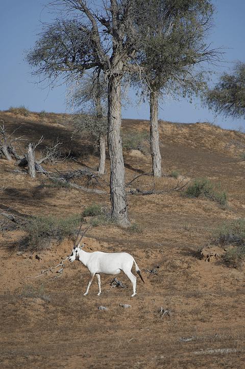 哈伊马角利兹卡尔顿,哈伊马角沙漠丽思卡尔顿酒店