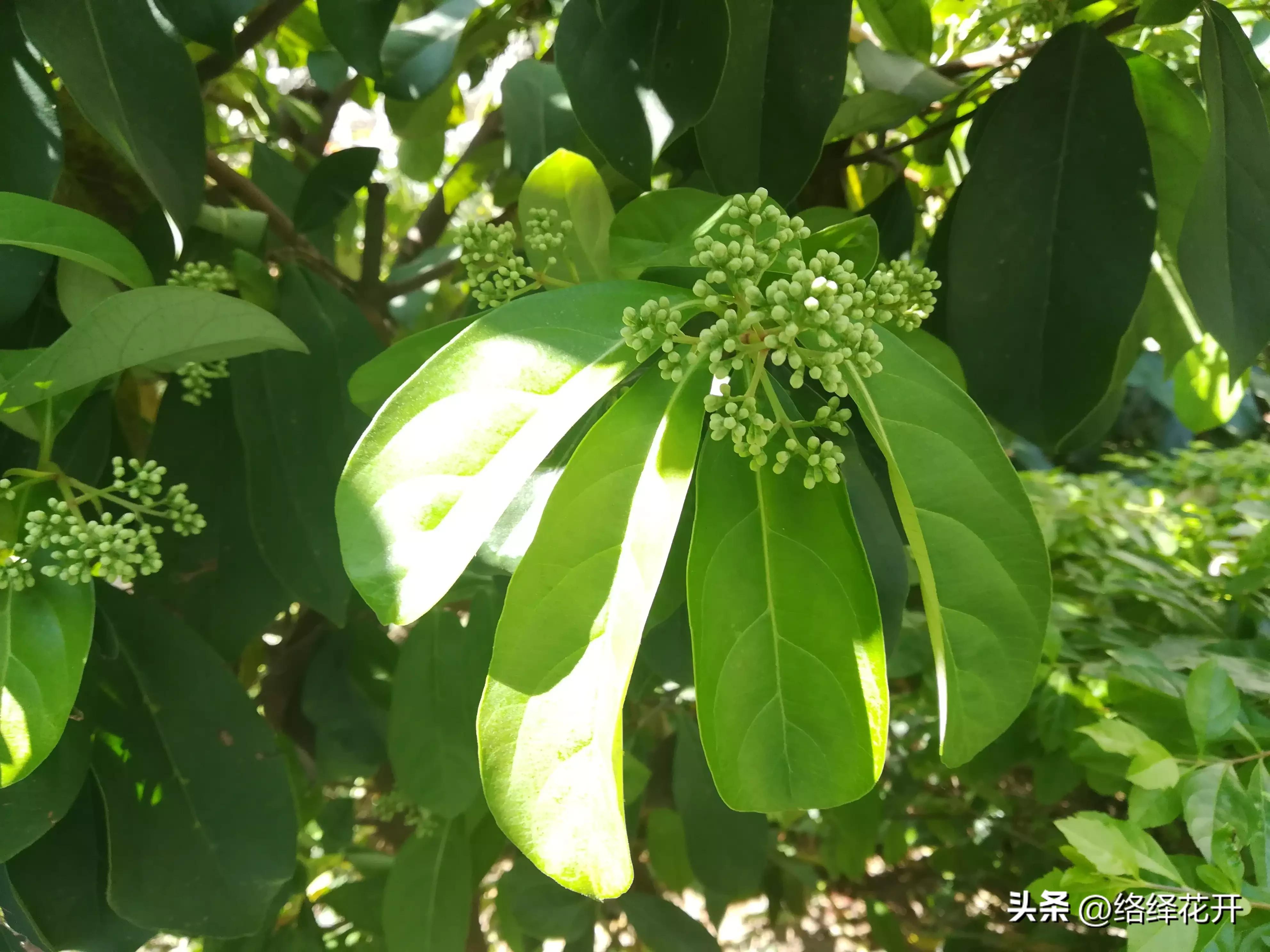 珊瑚树,珊瑚树图片