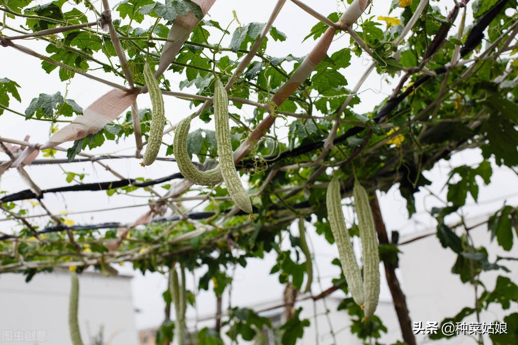 丝瓜苦瓜怎么管理,丝瓜苦瓜几天浇一次水