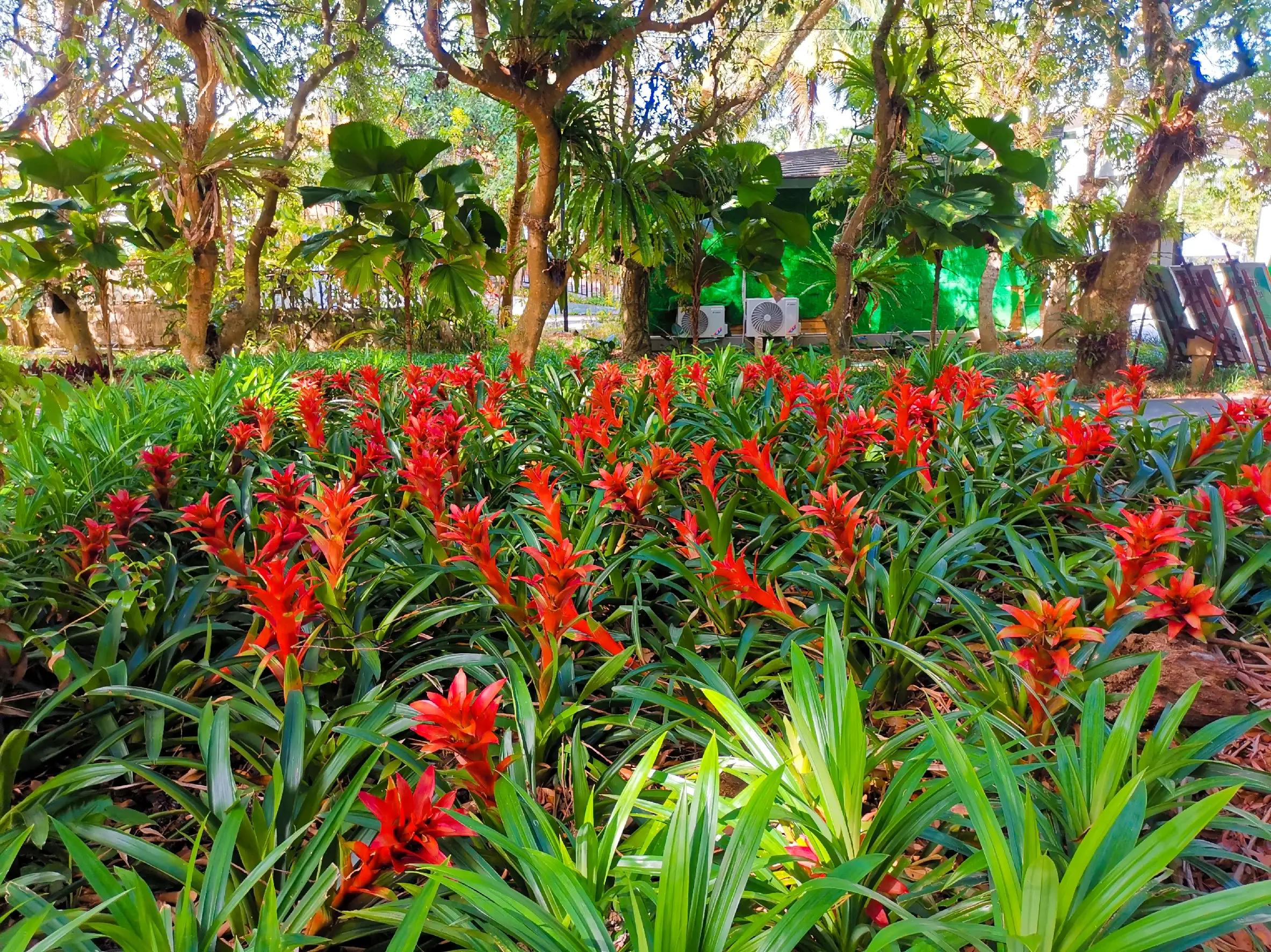 兴隆热带植物园攻略,兴隆热带植物园一日游