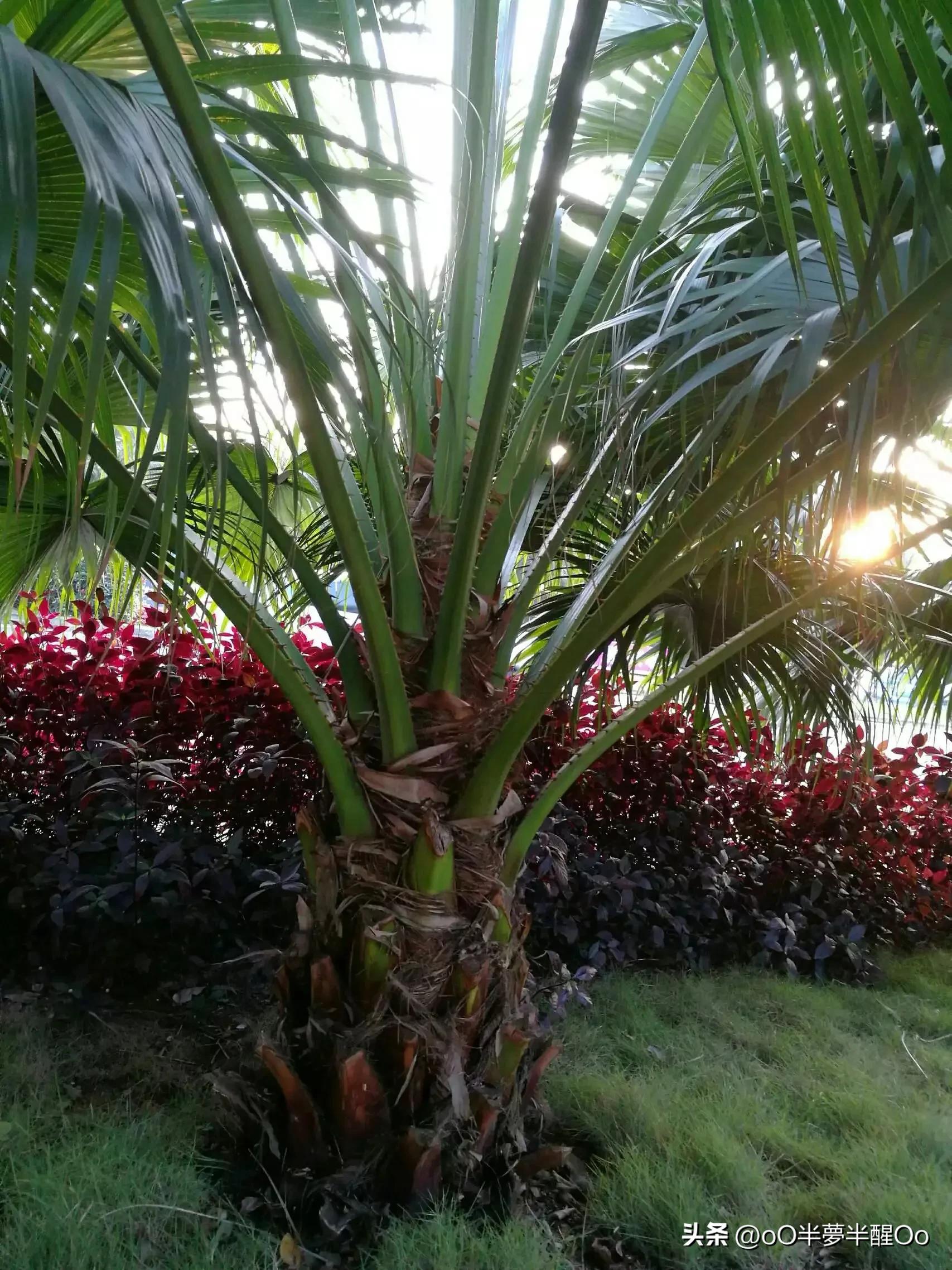 海口印象,海口印象酒店公寓