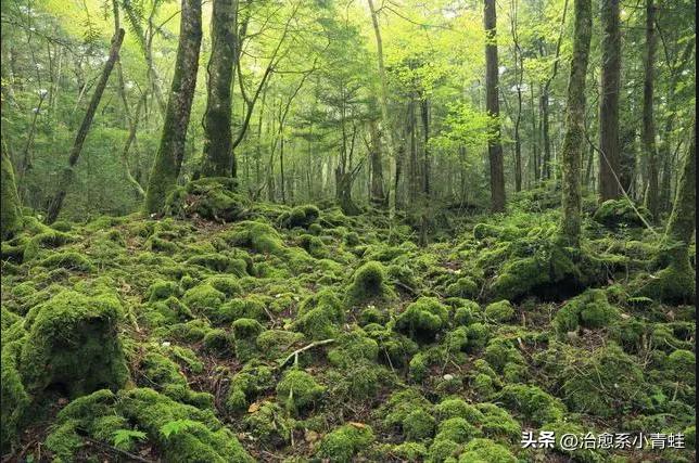 日本自杀森林究竟隐藏着什么秘密?为何如此诡异