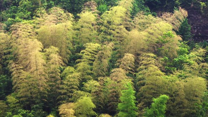 大熊猫爱吃的竹子是什么植物,大熊猫爱吃的竹子是毛竹吗