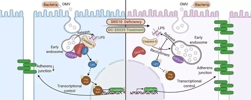 复旦上医,复旦上医最新排名