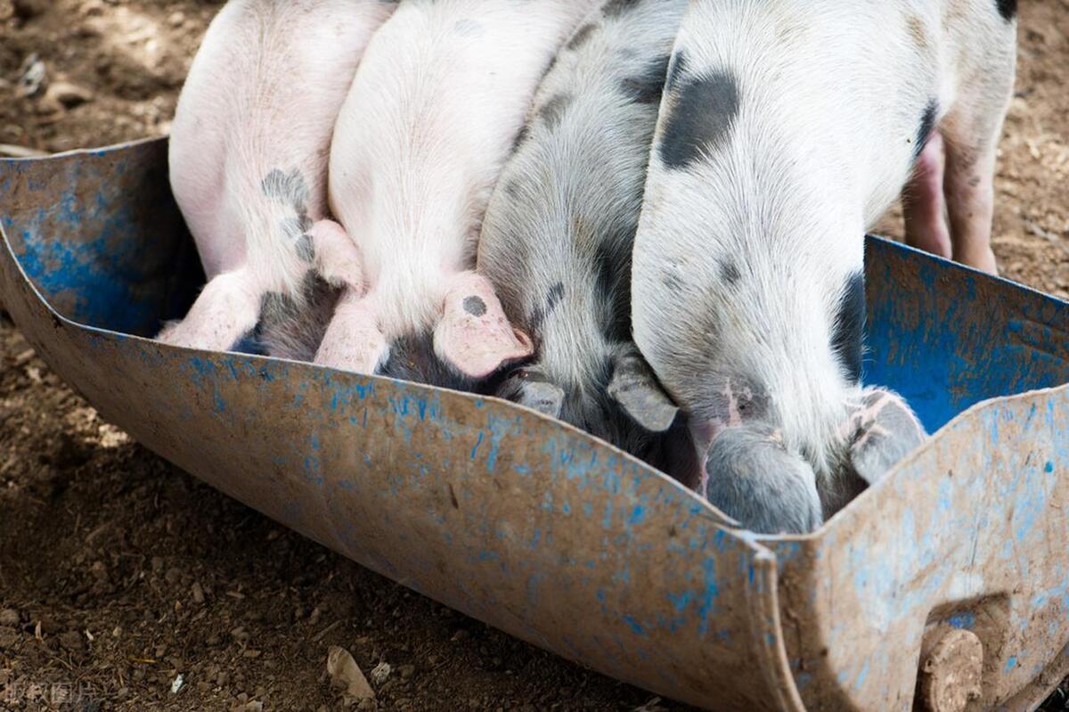 猪场管理过程常见问题解析,猪场产房的管理要点