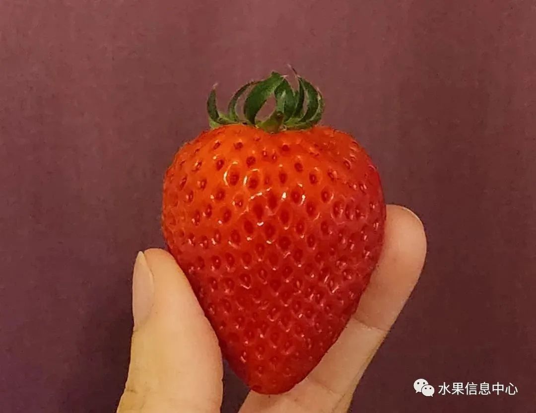 日本草莓评选大赛,排名第一的草莓品种是什么?