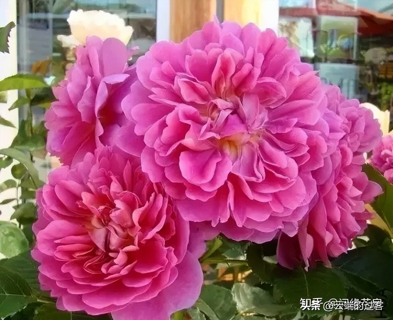 1到99朵玫瑰的含义图片,1到99朵玫瑰花语是什么