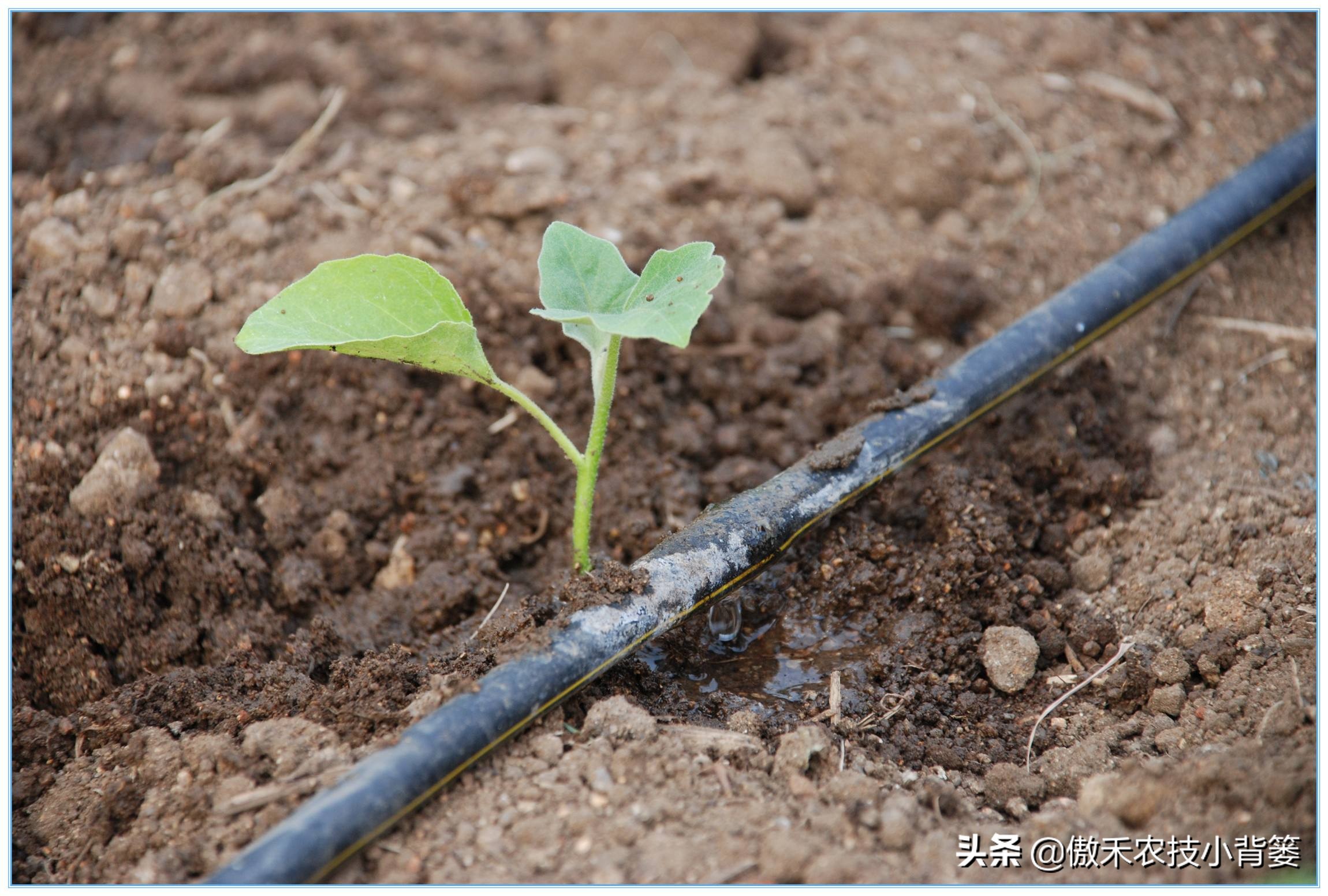发酵微生物菌剂需要什么原料,微生物菌剂是什么怎么自己制作