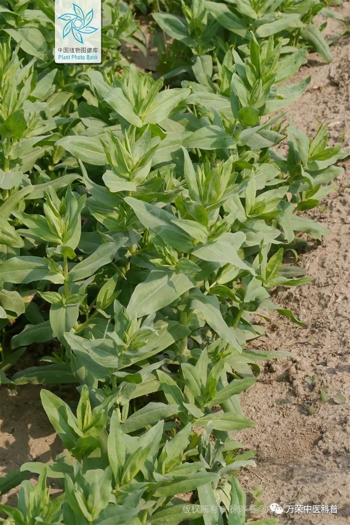 植物幼苗的发展过程详细,植物的幼苗在生长过程中