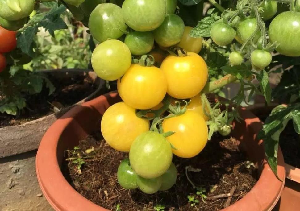 12月家里供暖足，搁阳台养西红柿，埋点肥冬天猛窜个，呼呼结果