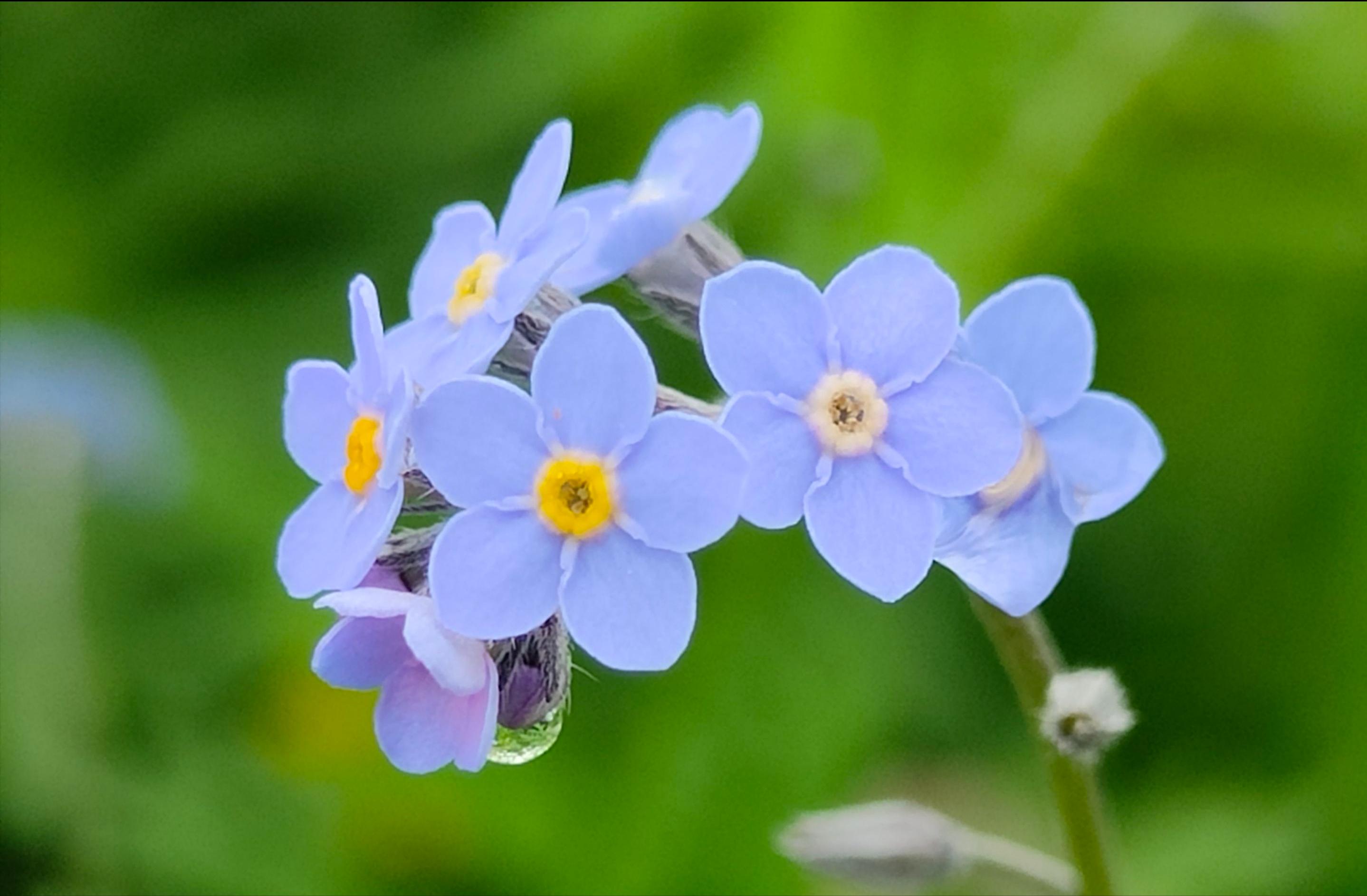 五片花瓣的小花，虽平淡无奇，但却惊艳了双眸！