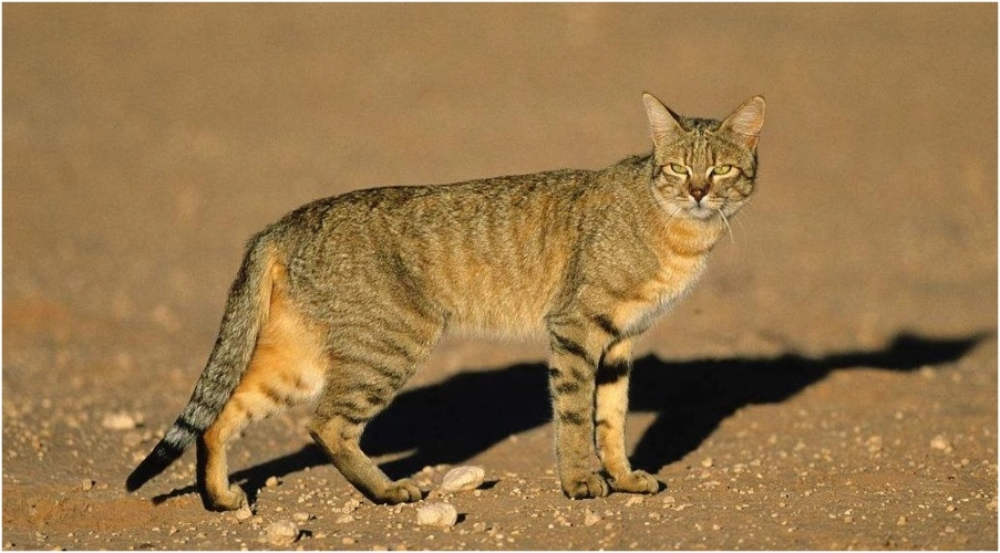 灭鼠英雄表现出黄鼠狼的特点,专家讲解黄鼠狼和猫哪个厉害