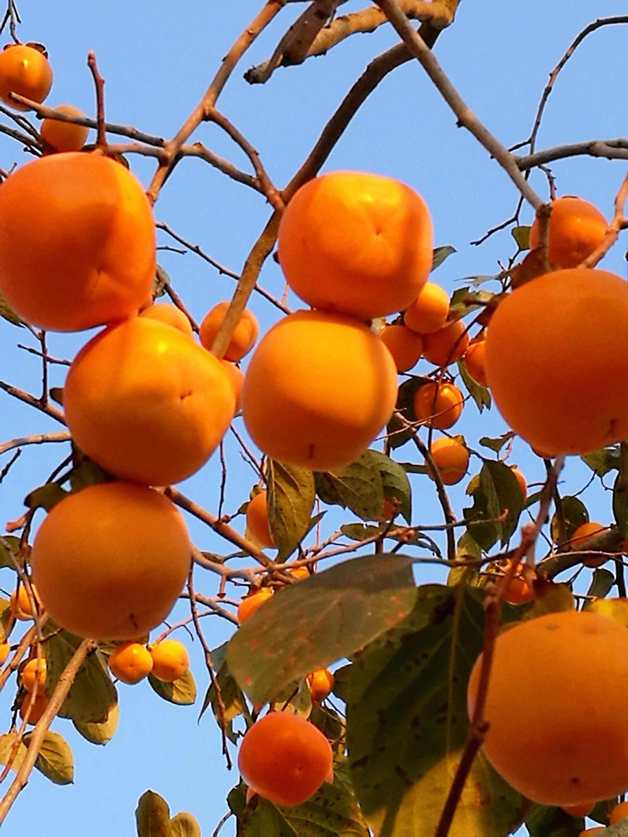 适合家庭院子种植的大型果树,适合阳台种植的果树结果多