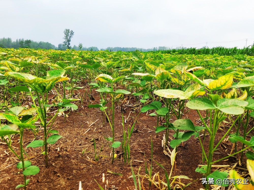 大豆香附子专用除草剂,黄豆田里的香附子专用除草剂