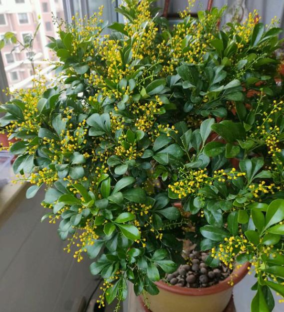 米兰花有香和不香的吗,米兰花喜欢什么肥料最好