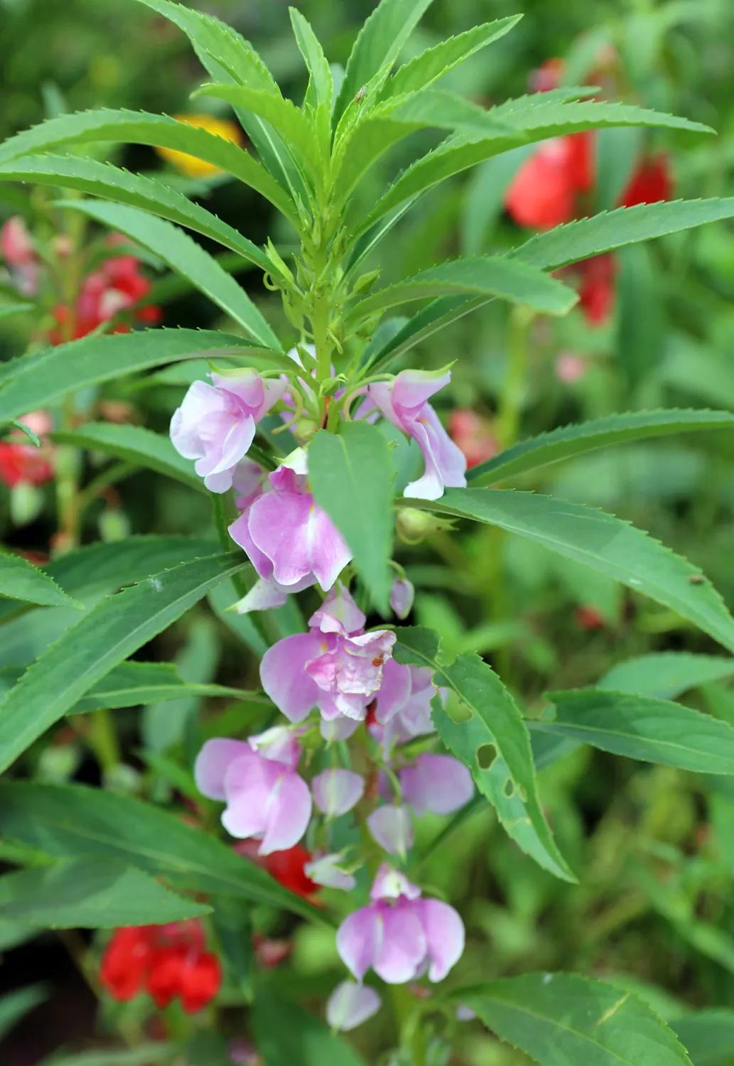 凤仙花种植方法,凤仙花