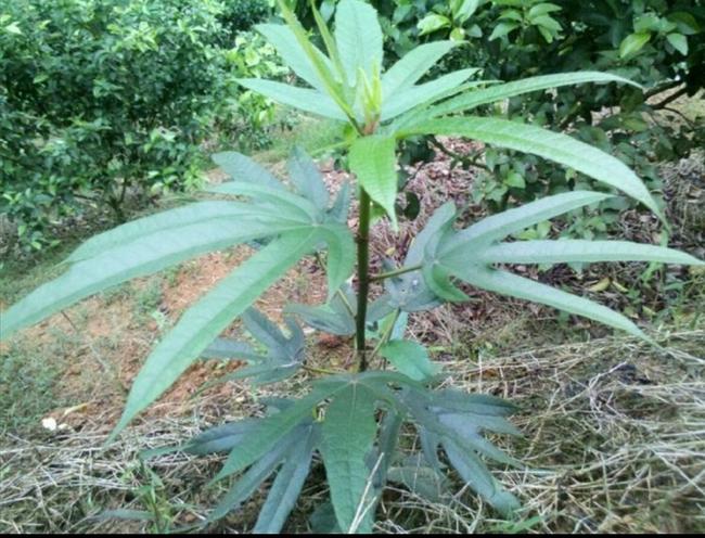 广东人参是什么,广东南方人参