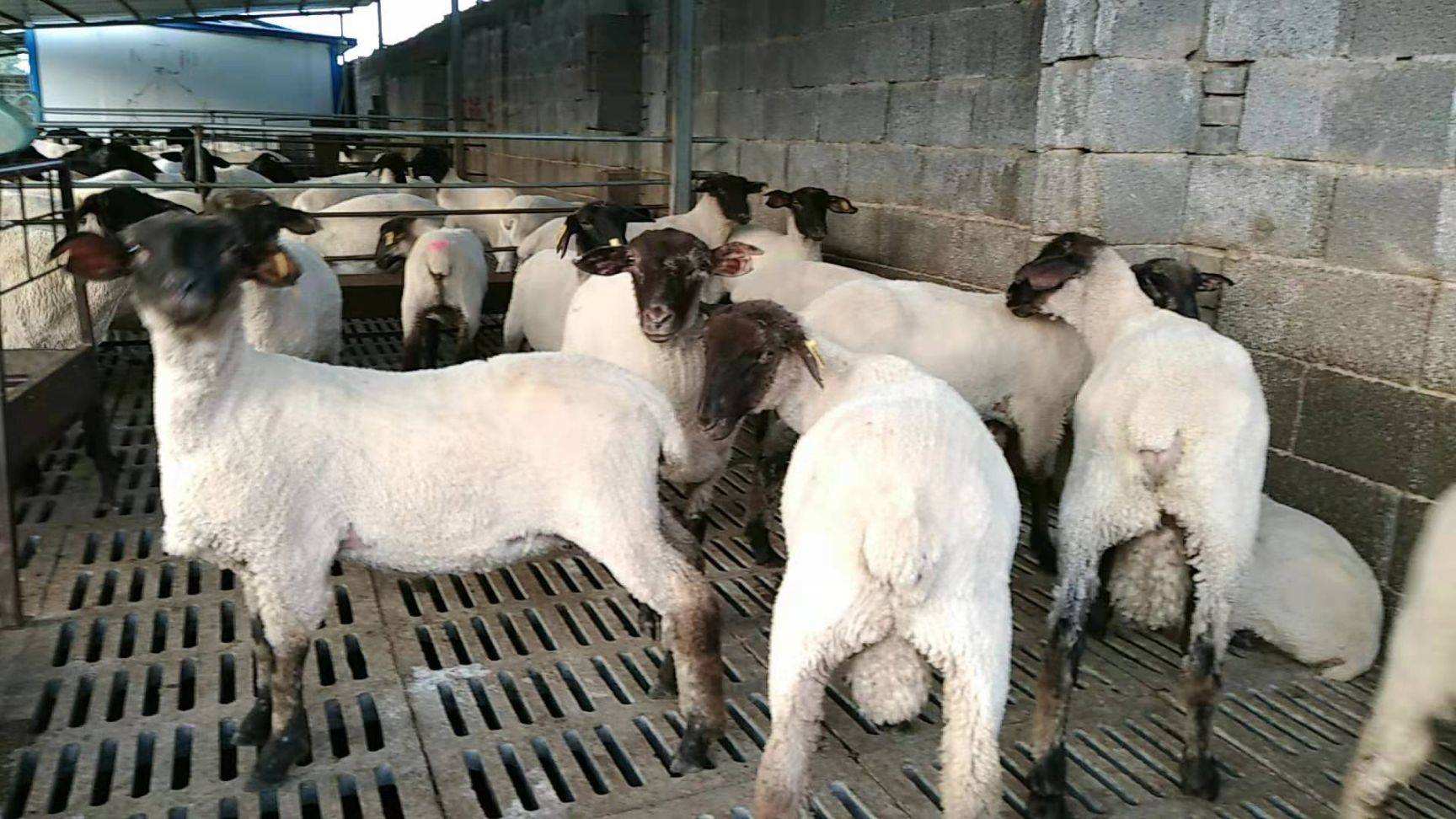 男人为何“好色”？已有科学依据，原来男人拥有两颗“大脑”