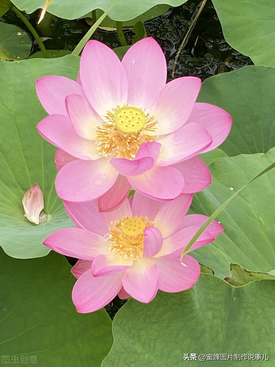 出淤泥而不染濯清涟而不妖深意,出淤泥而不染濯清涟而不妖相似词