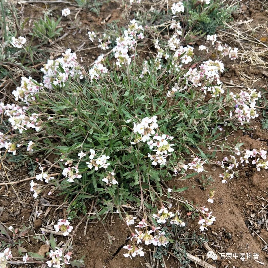 植物幼苗的发展过程详细,植物的幼苗在生长过程中