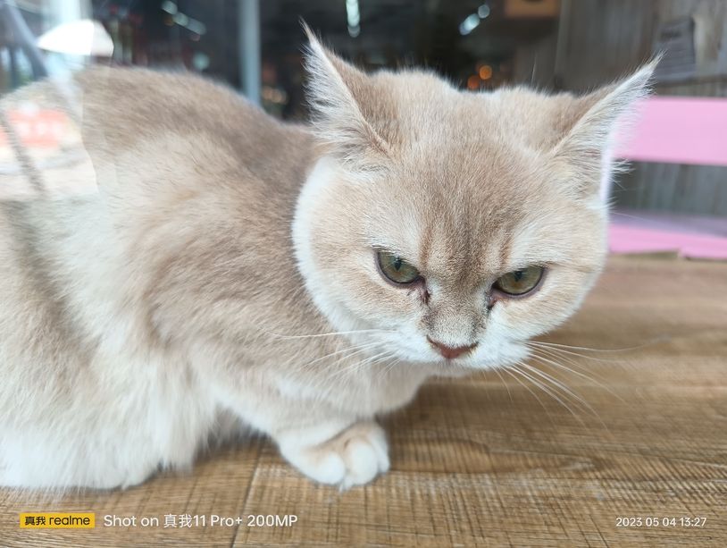 realme真我11pro拍照变焦,realme真我11pro拍照测评