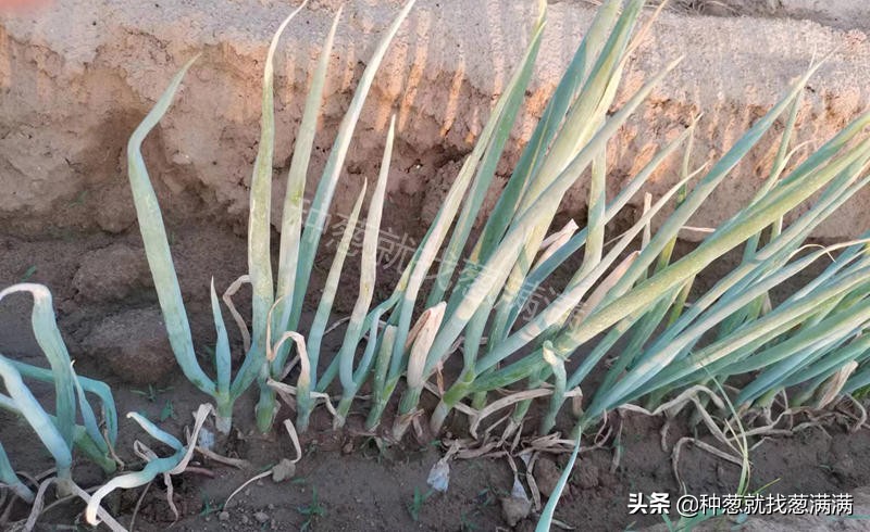 葱叶发黄枯萎什么原因怎么用药,葱叶发黄枯萎什么原因