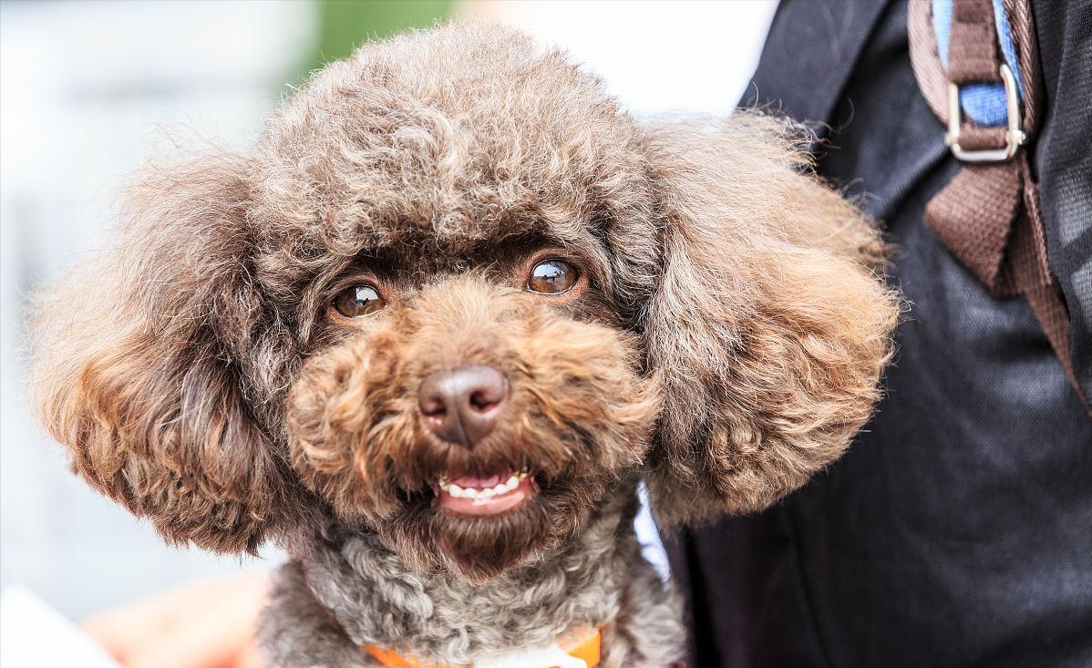 泰迪犬怎样训练大小便,泰迪犬大小便训练