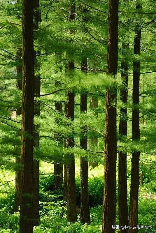 大雪压青松，青松挺且直，松在中华文化中象征着一种精神