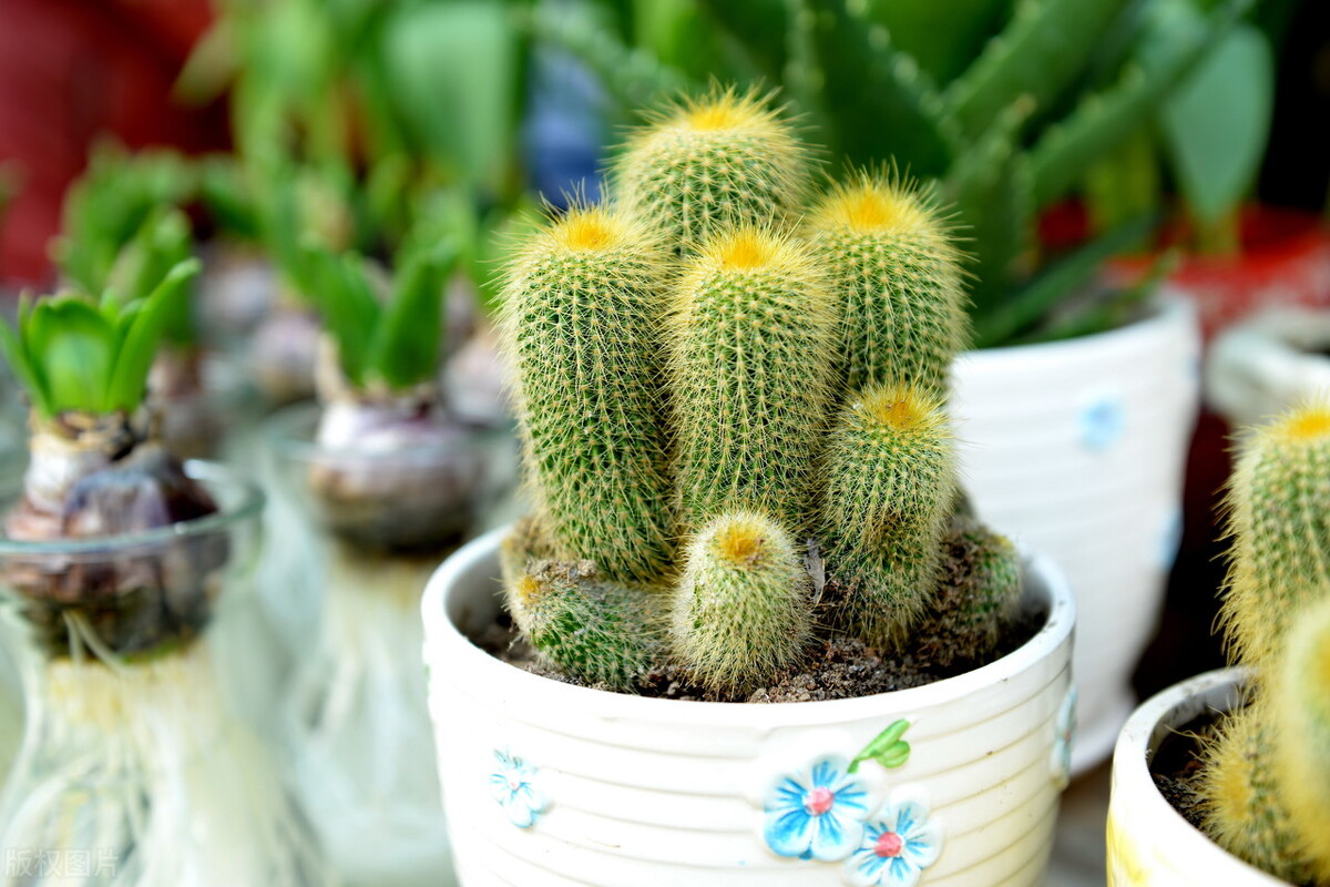 太实用了！45种常见植物养殖方法大全