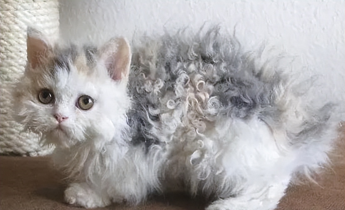 猫咪身体有虫会有什么表现,猫咪身上有黑色的小虫子是什么虫