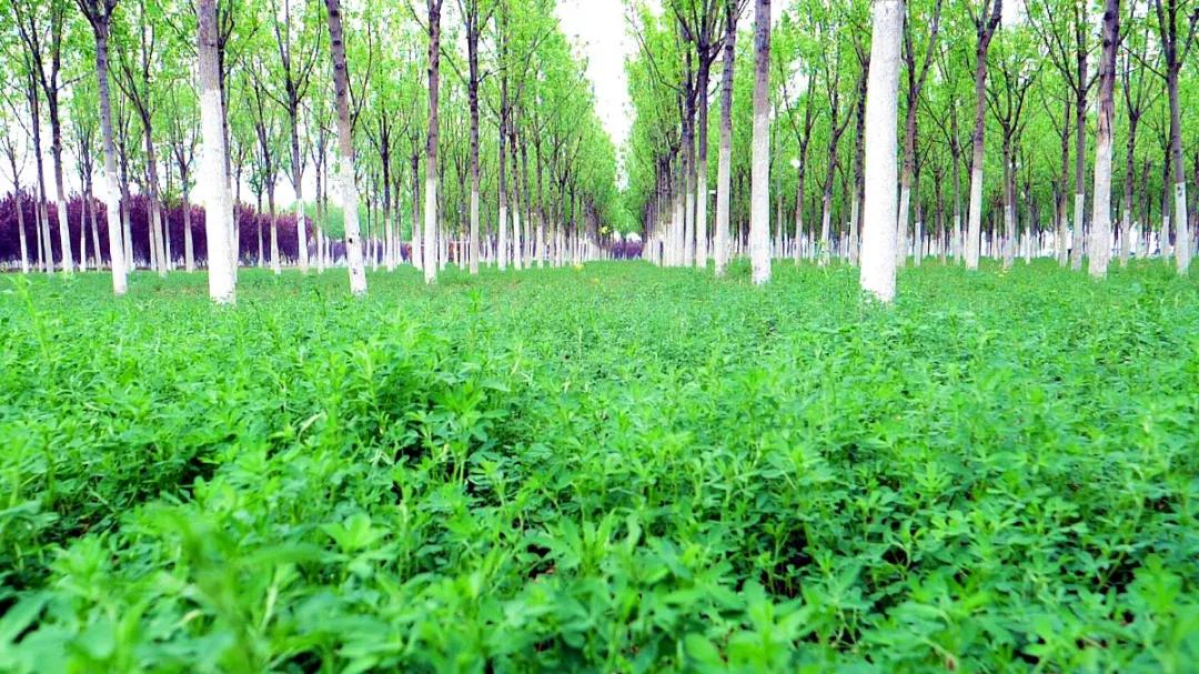 天津咸水沽旅游攻略,天津津南咸水沽美景