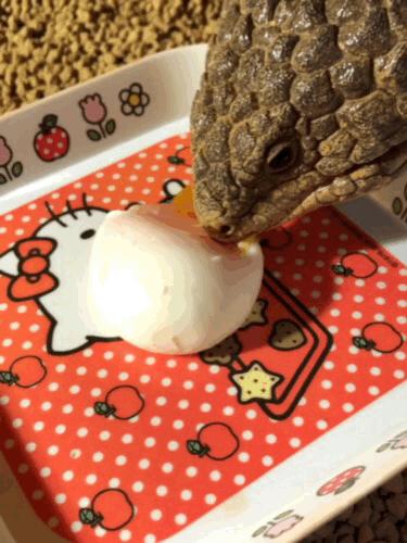 全身每个部位都没有肉,全身上下什么都没有就是肚皮疼