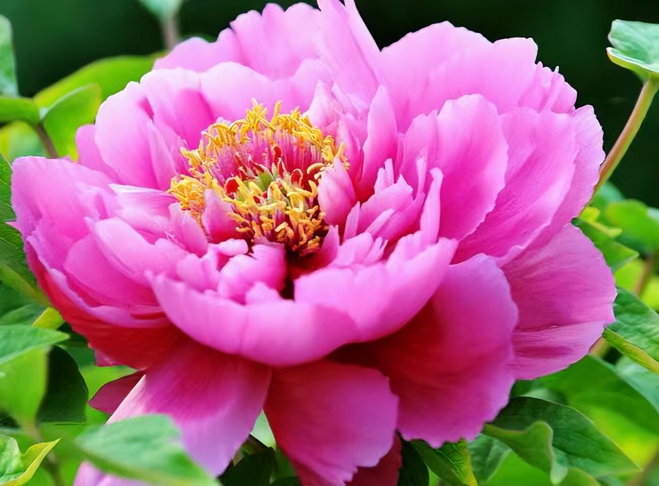 十二首牡丹诗词共赏国色天香,12首最经典的牡丹花诗词