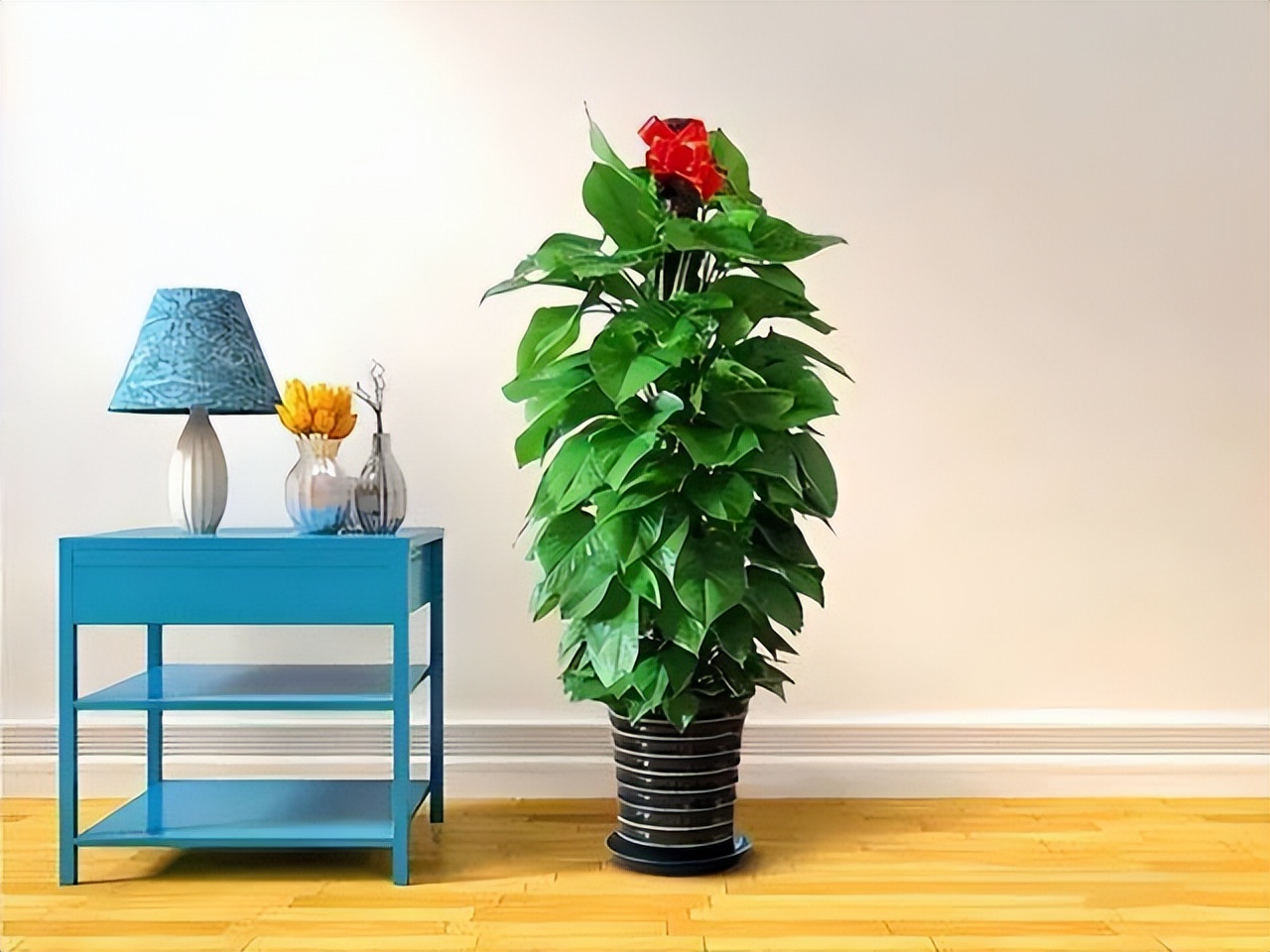 好养的喜阴花有哪些室内,最适宜室内养殖喜阴的花