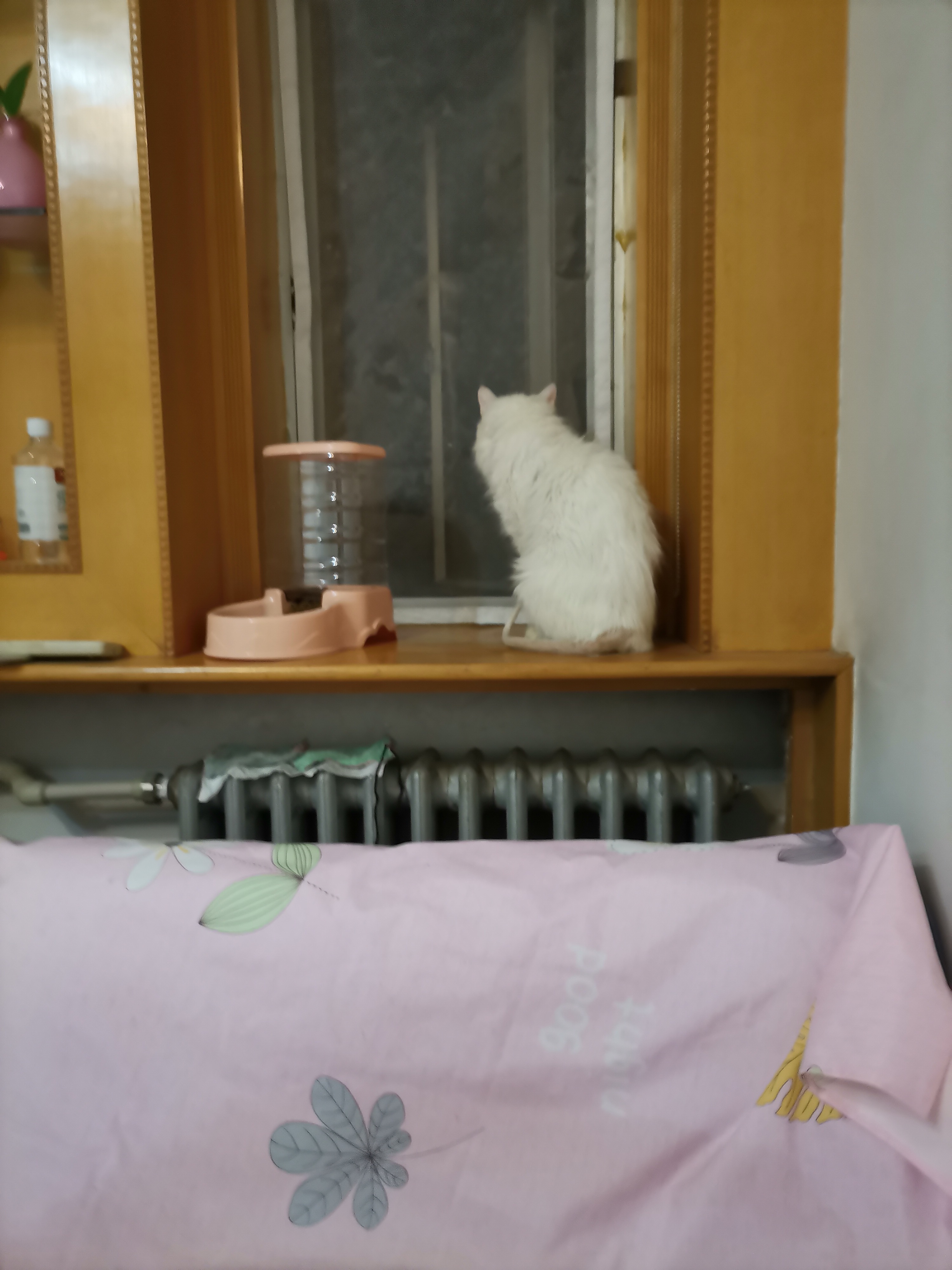 我的第二只猫咪图片,第二只猫来了第一只猫生气