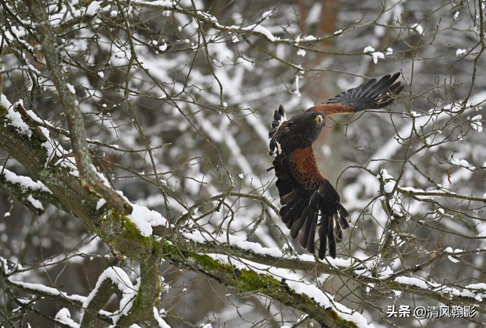 z9拍鸟照片,z9相机购买攻略