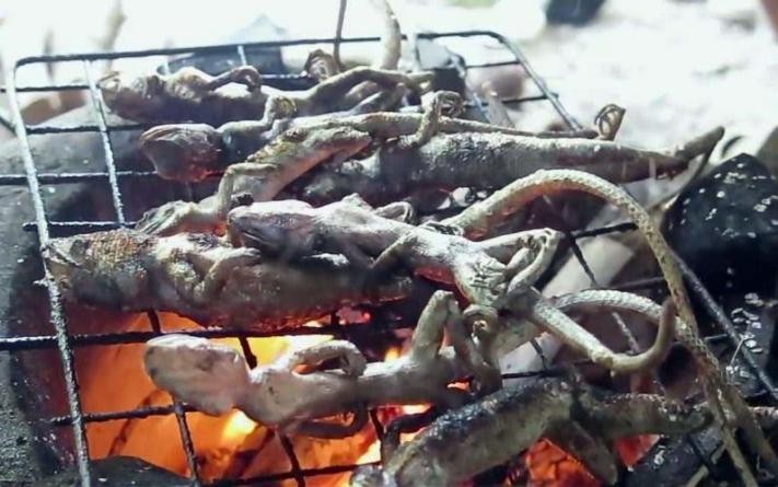 真正的丛林美食有哪些,硬核知识大全100个