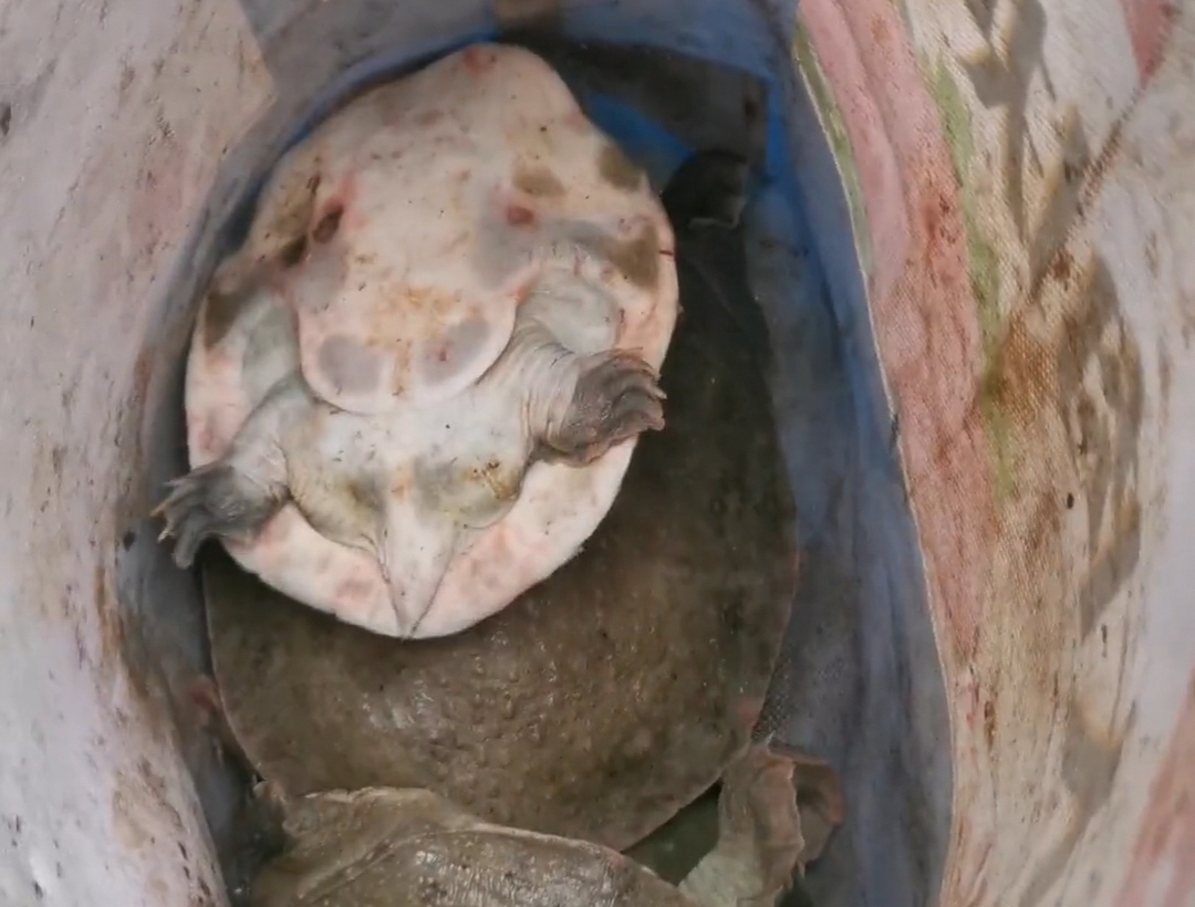 郑州黄河边捉老鳖,山东河南交界处黄河老鳖