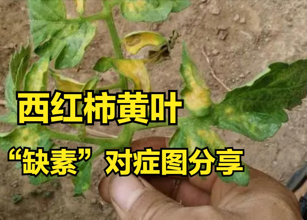 西红柿缺素症图片以及防治办法,西红柿缺素在植株上有什么表现