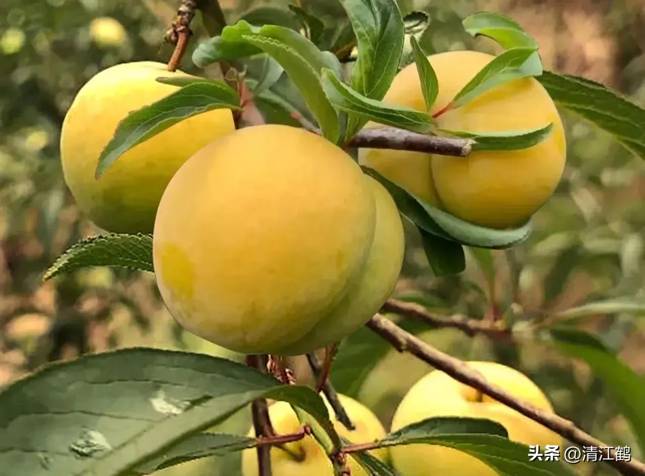 李子叶病害图片大全,李子树上白点是什么病害