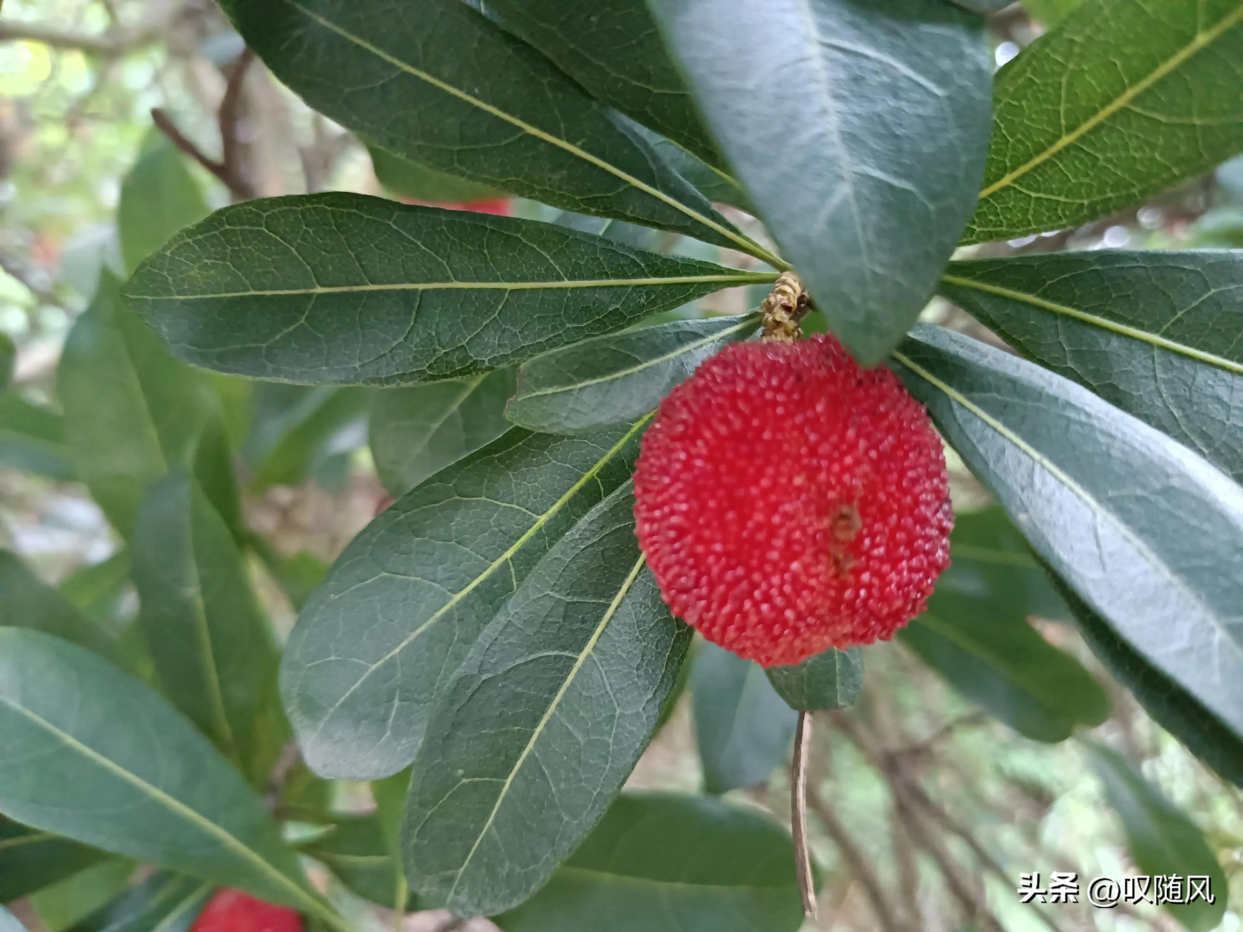 吃出好心情食物,五种水果吃出好心情