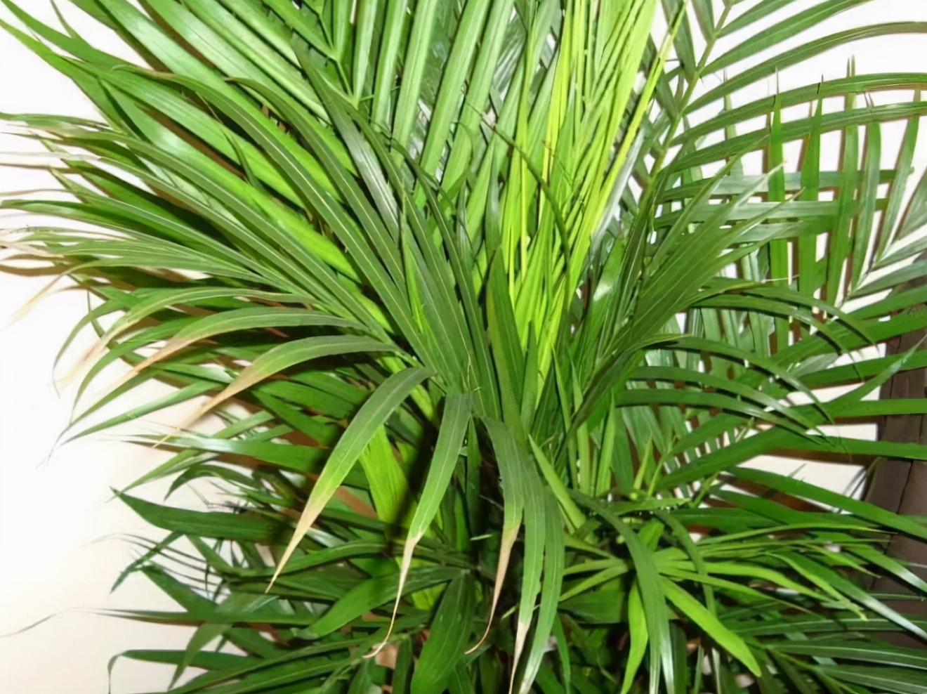 室内散尾葵上有尘土怎么办,家里的散尾葵为何黄叶