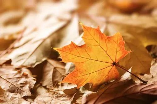 秋天的思念纯音乐,秋天的思念