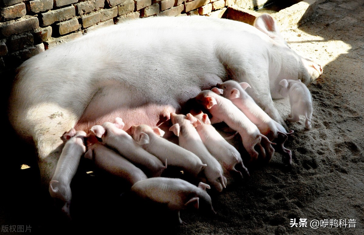 猫奶和狗奶有什么区别,猫奶和狗奶有什么区别吗