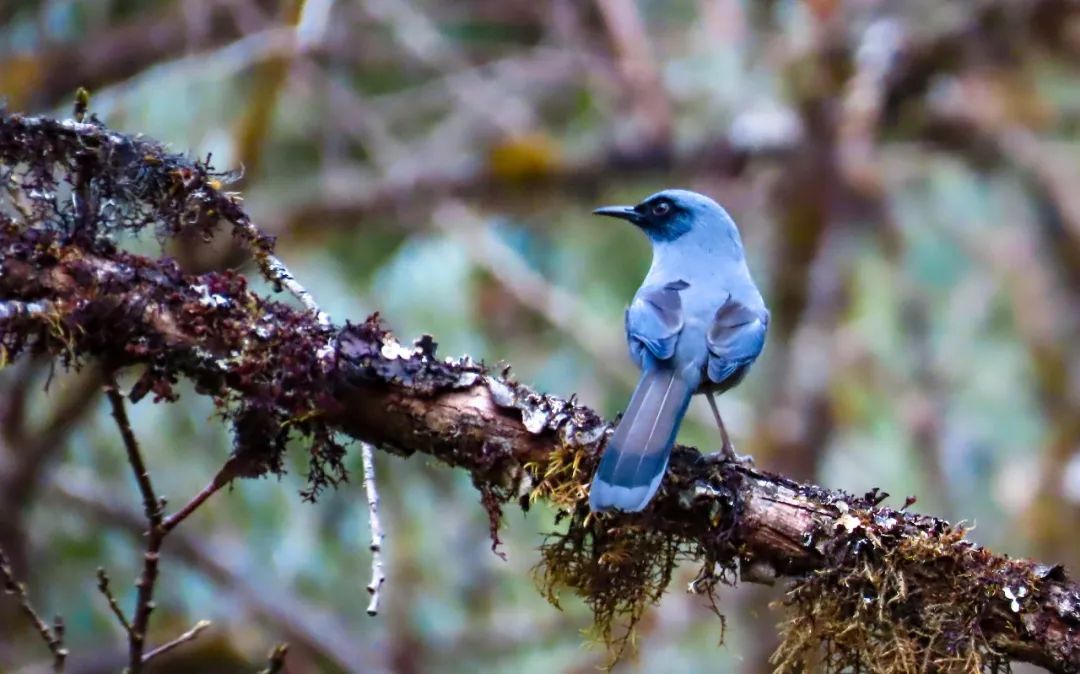 帧帧壁纸！穿越原始森林，探秘高黎贡山！