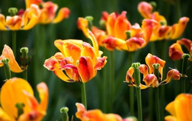 漂亮的郁金香随手一拍都是美景,春天的郁金香花海美得不可方物