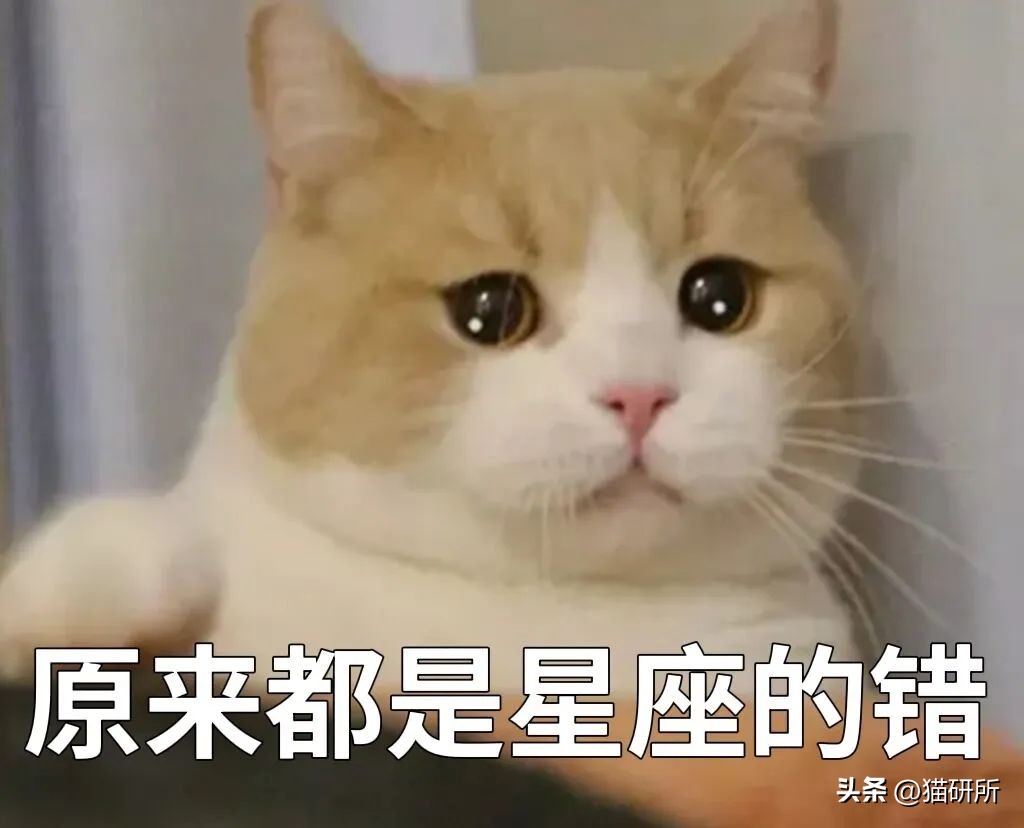 猫咪的肉垫看性格,猫咪肉垫形状代表什么性格