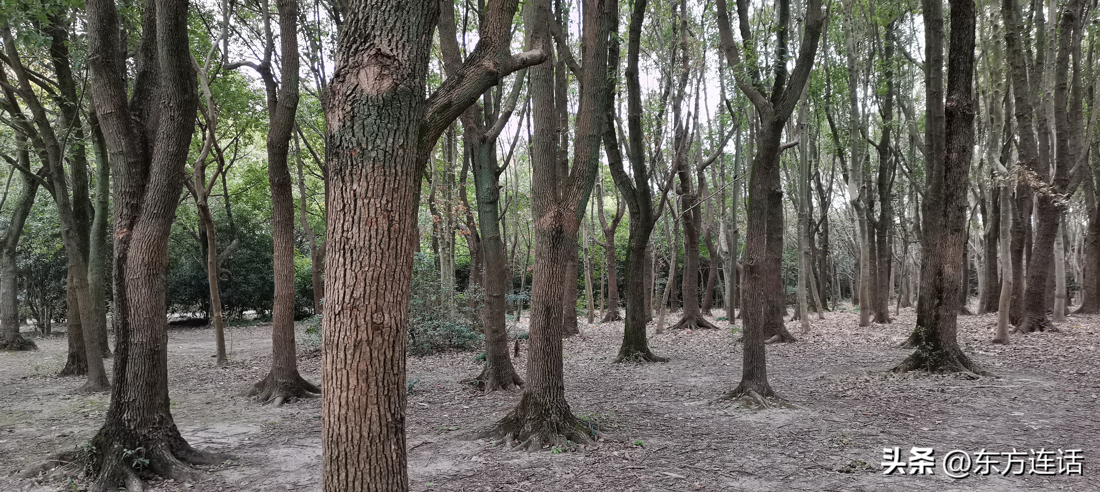上海浦江郊野湿地公园,上海的森林公园好玩吗