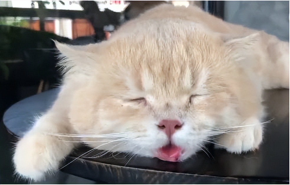 怕热的猫咪,哪个猫咪最怕热